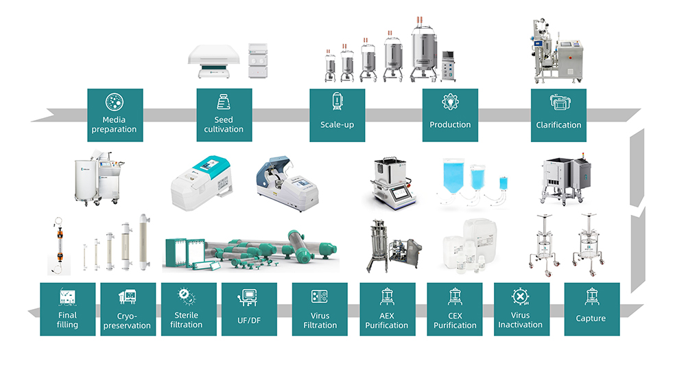 Monoclonal Antibody Process Development