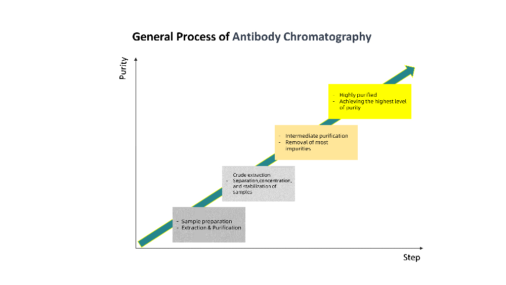 Monoclonal Antibody Production Process