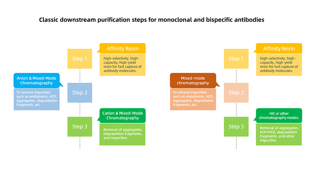 Production Processes For Monoclonal Antibodies