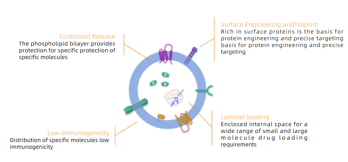 exosome downstream process solutions