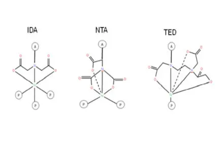 Application Cases and Key Points of Purifying His-tagged Proteins with Ni-based Resins