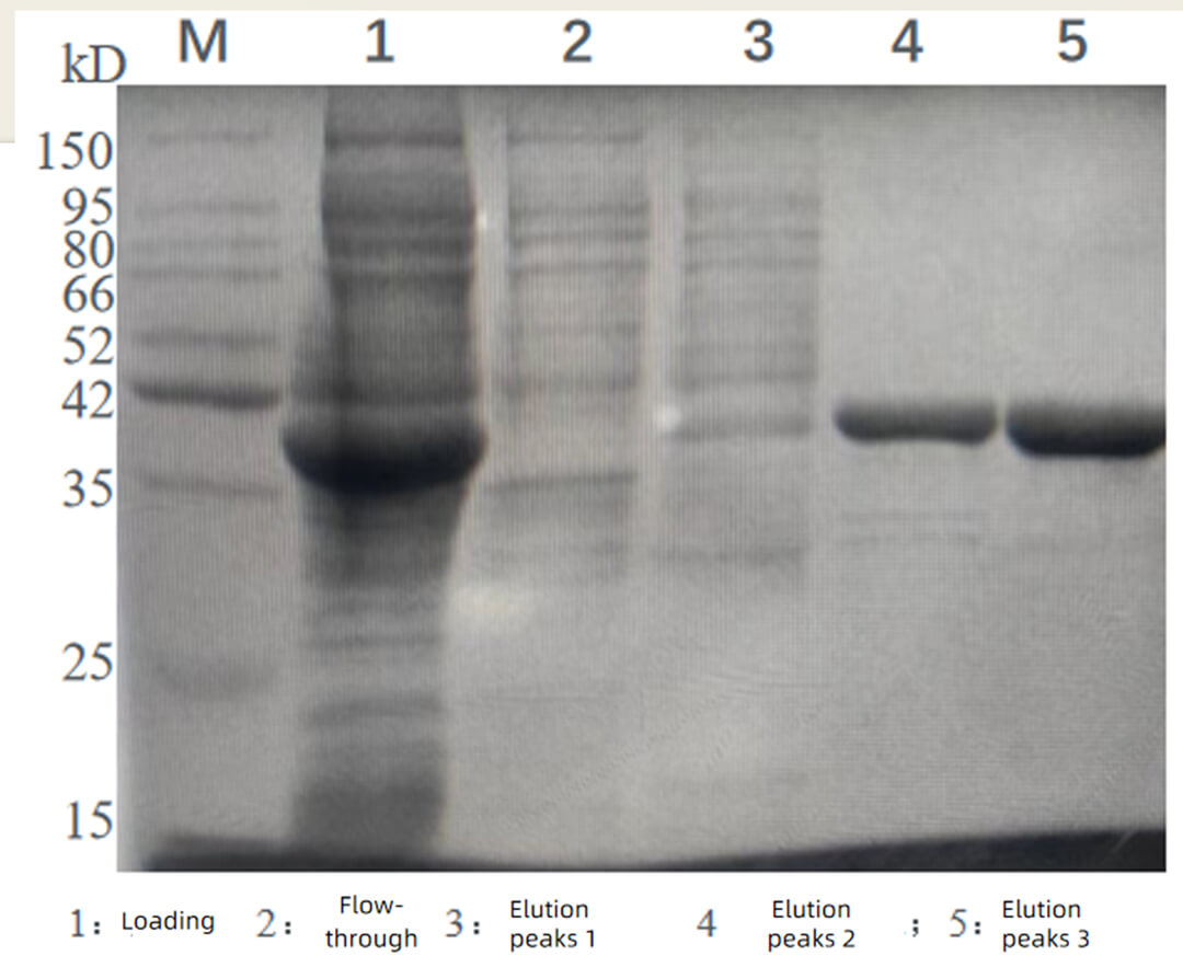 Application Cases and Key Points of Purifying His-tagged Proteins with Ni-based Resins