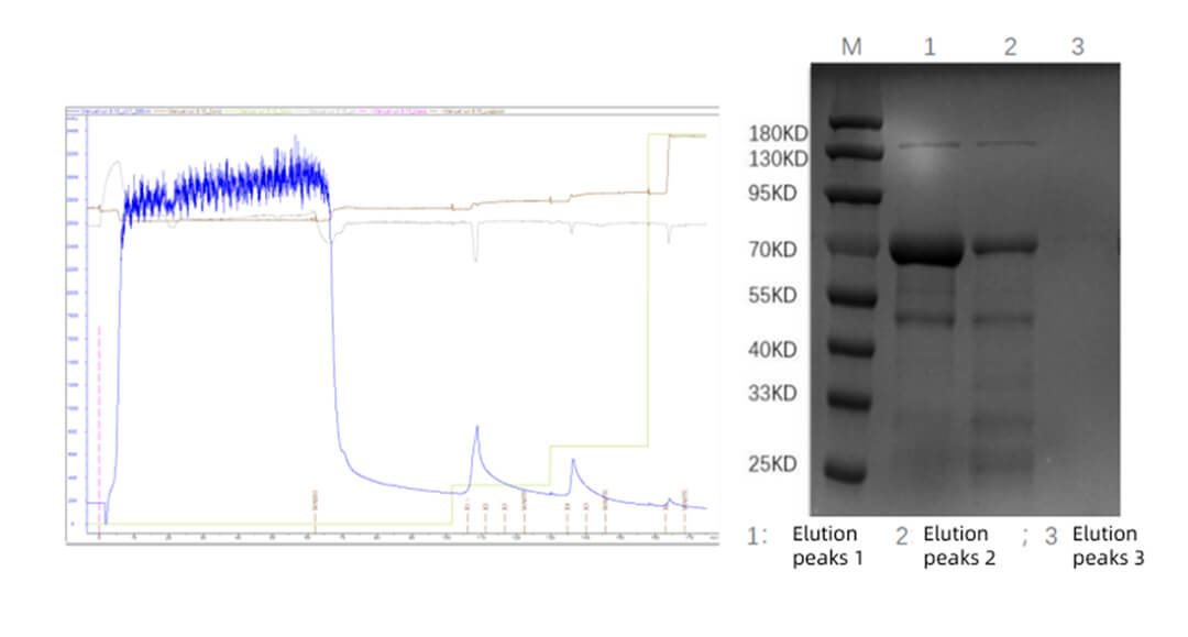 Application Cases and Key Points of Purifying His-tagged Proteins with Ni-based Resins