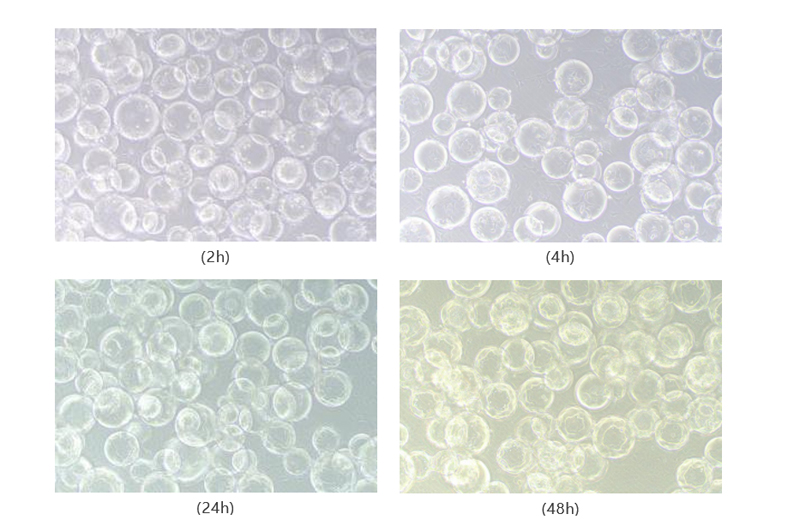 Puredex® Cyto-1 Microcarrier