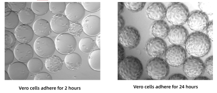 Application_of_Single-use_Bioreactors_in_Viral_Vaccine_Production_Based_on_Microcarrier_Culture_04.png