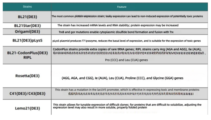 Strategies_for_Construction_of_Recombinant_Escherichia_coli_Expression_Vectors_and_Optimization_of_Cultivation_Conditions2.png