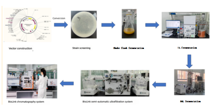 Strategies_for_Construction_of_Recombinant_Escherichia_coli_Expression_Vectors_and_Optimization_of_Cultivation_Conditions3.png