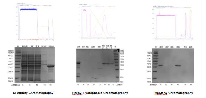 Strategies_for_Construction_of_Recombinant_Escherichia_coli_Expression_Vectors_and_Optimization_of_Cultivation_Conditions4.png