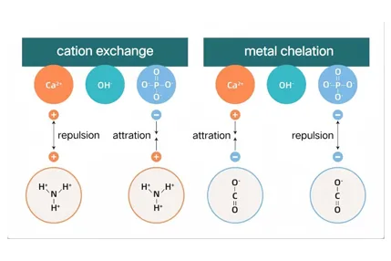 Purification Techniques | The Secret of 99% Purity: BARONHAP® Hydroxyapatite Chromatography Resin