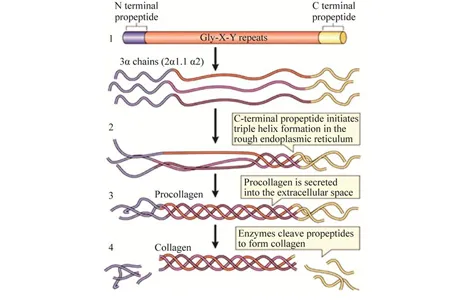 Collagen Purification Solutions and Case Sharing