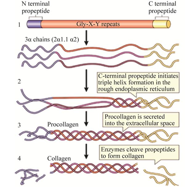 figure-1-three-procollagen-peptide-chains-coil-intertwine.jpg