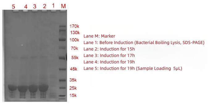 figure-2-induction-electrophoreogram.jpg