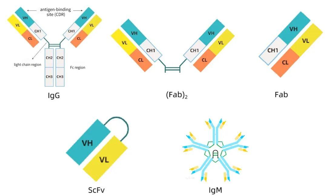 figure-1-structural-form-of-protein-l-binding-to-molecules.jpg