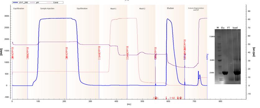figure-3-maxtar-protein-l-purified-fab-fragments.jpg