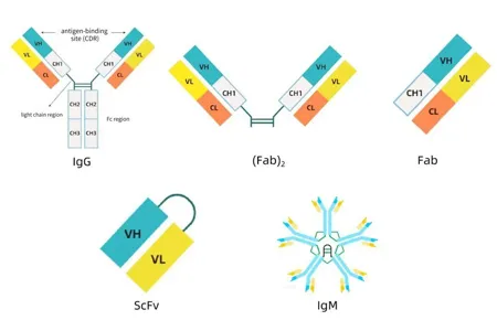 Purification Techniques | Boost Antibody Purification ——BioLink MaXtar® Protein L Application Cases