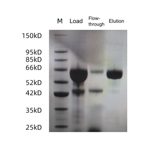 figure-5-sds-page-results.jpg